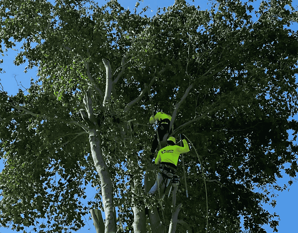 Tree Trim