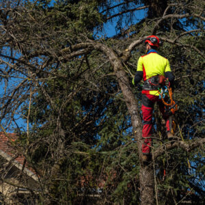 Tree-Care-Services-in-Bethesda-MD-scaled Tree Trim